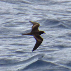 Bulwer's Petrel - Bulweria bulwerii © John Muddeman